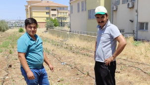 Çiftçilere kritik uyarı: Yanlış sulama bitkilere zarar veriyor!