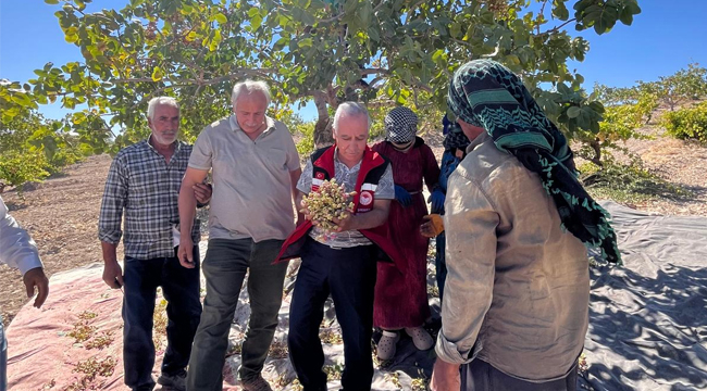 Şanlıurfa'da fıstık hasadı başladı