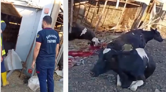 Siverek'te büyükbaş hayvan yüklü tır şarampole devrildi: 2 yaralı, 5 hayvan telef oldu