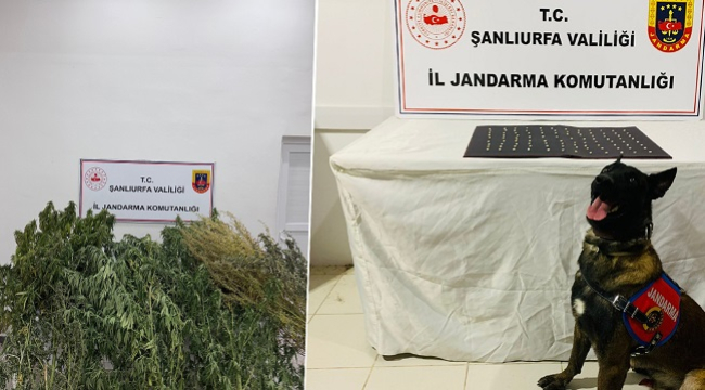 Şanlıurfa'da narkotik madde operasyonu: 42 gözaltı