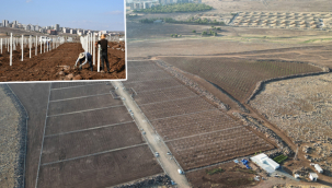 Siverek'in lezzet mirası yeniden canlanıyor: Şire Bağları Projesi hızla ilerliyor