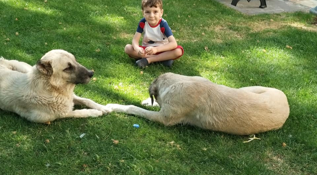 Siverek'te Sevimli Manzara: Köpeğin Güneş Keyfi İçin Kaldırım Vatandaşlara Kapandı