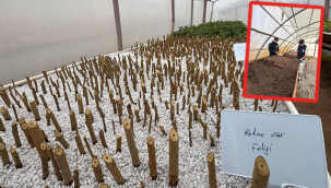 Qatine Narı üretimi için düğmeye basıldı