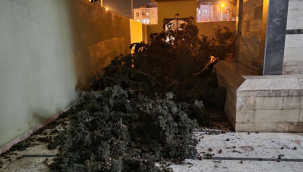 Siverek'te camideki kocaman ağaç devrildi 