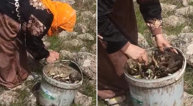 Siverek'te kenger sezonu başladı tezgâhlara geldi