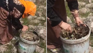 Siverek'te kenger sezonu başladı tezgâhlara geldi