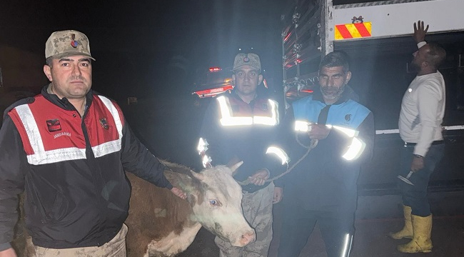 Siverek'te Kayıp Hayvan Jandarma Çalışmasıyla Bulundu
