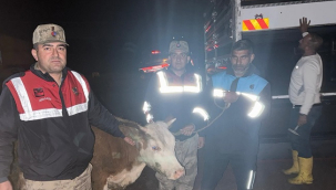 Siverek'te Kayıp Hayvan Jandarma Çalışmasıyla Bulundu