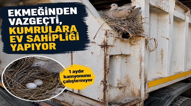 Siverek'te Örnek Davranış! Ekmeğinden Vazgeçti, Kumruların Yuvasını Bozmadı