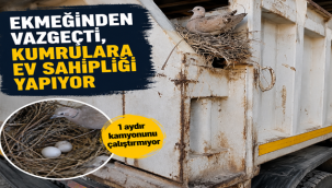 Siverek'te Örnek Davranış! Ekmeğinden Vazgeçti, Kumruların Yuvasını Bozmadı