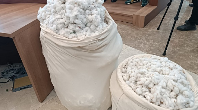 Şanlıurfa’da ilk pamuk 1.250 tl’ye satıldı