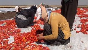 Siverek'te toplanan domatesler kurutuluyor (2017)